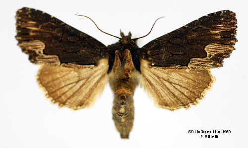 Pilrtsfly Dypterygia scabriuscula