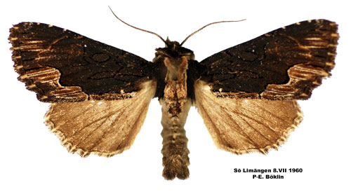 Pilrtsfly Dypterygia scabriuscula
