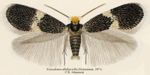 Gulkragad ekdvrgmal Ectoedemia albifasciella