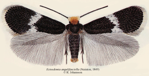 Bgbandad nypondvrgmal Ectoedemia angulifasciella