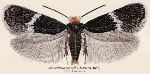 Munkdvrgmal Ectoedemia atricollis