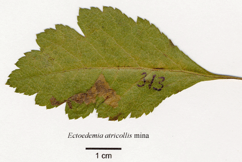 Munkdvrgmal Ectoedemia atricollis