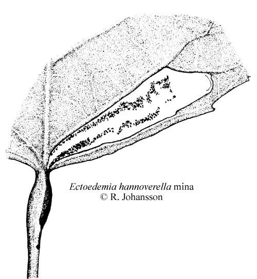 Svartpoppelsdvrgmal Ectoedemia hannoverella