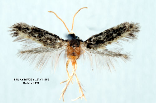 Svartryggsdvrgmal Ectoedemia longicaudella