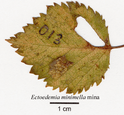 Glasbjrksdvrgmal Ectoedemia minimella