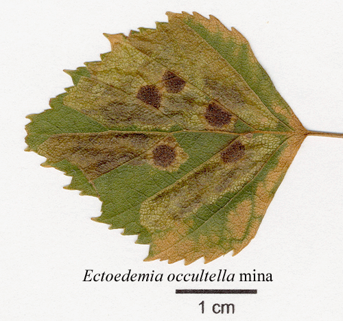 Vrtbjrksdvrgmal Ectoedemia occultella