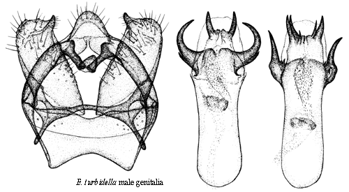 Silverpoppeldvrgmal Ectoedemia turbidella