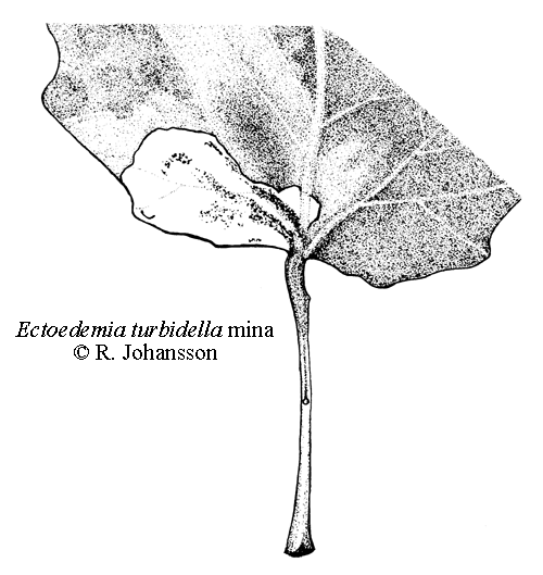 Silverpoppelsdvrgmal Ectoedemia turbidella