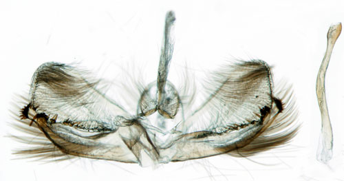 Krrsenapsmal Eidophasia messingiella