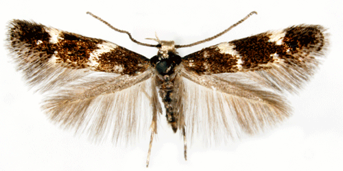 Strre silverpunktsgrsmal Elachista apicipunctella