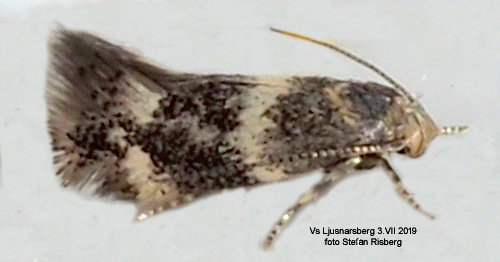 Strre silverpunktsgrsmal Elachista apicipunctella