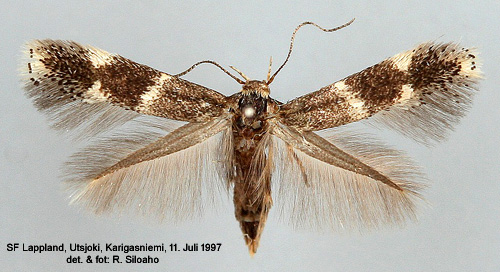 Grsvingelgrsmal Elachista baltica