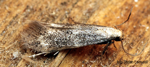 Grvingegrsmal Elachista canapennella