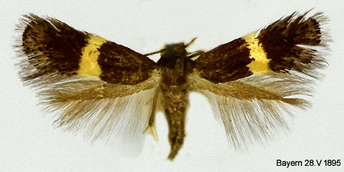 Gulbandsgrsmal Elachista chrysodesmella
