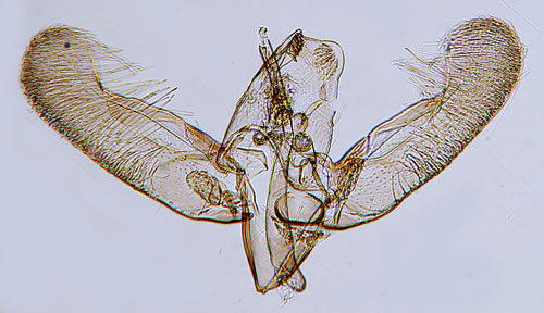 Grpunkterad grsminerarmal Elachista cinereopunctella