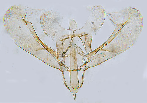 Piprrminerarmal Elachista elegans