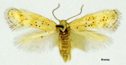 Pollengrsmal Elachista pollinariella