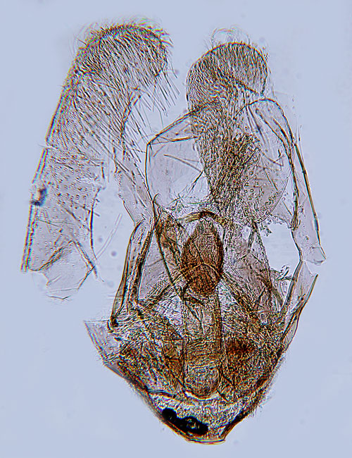 Pollengrsminerarmal Elachista pollinariella