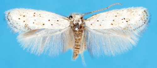Pollengrsmal Elachista pollinariella
