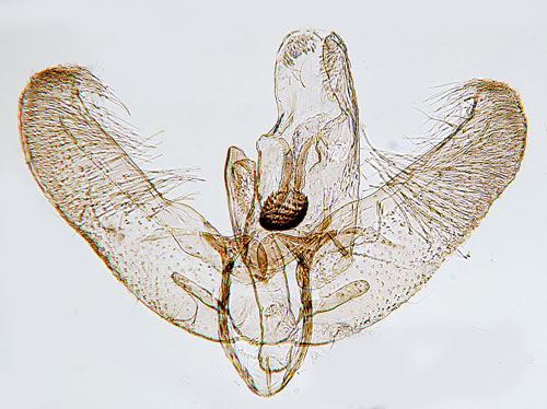 Fyrpuncterad fryleminerarmal Elachista quadripunctella