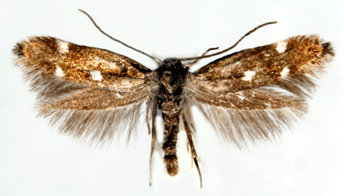 Fyrpunktsgrsmal Elachista quadripunctella