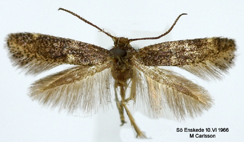 Halvsvart grsmal Elachista subnigrella