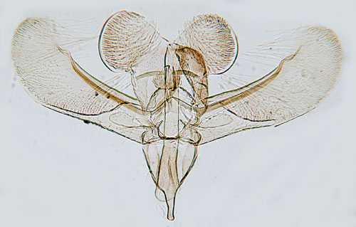 Halvsvart grsminerarmal Elachista subnigrella