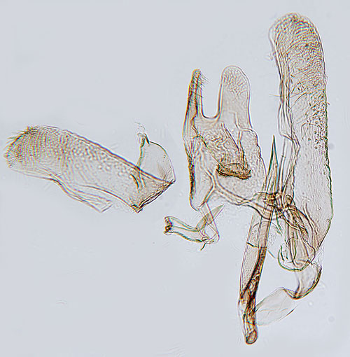 Lundstarrminerarmal Elachista tetragonella