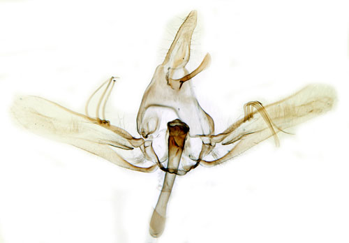 Nckrosmott Elophila nymphaeata