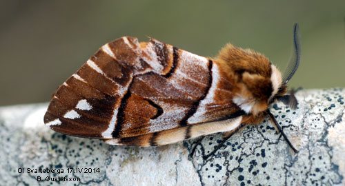 Skckspinnare Endromis versicolora