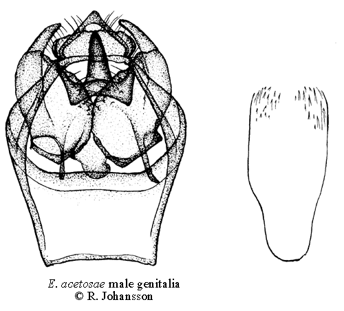 Syradvrgmal Enteucha acetosae