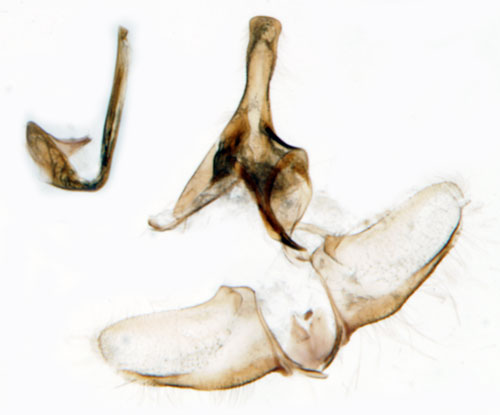 Rostbrun bredvecklare Epagoge grotiana
