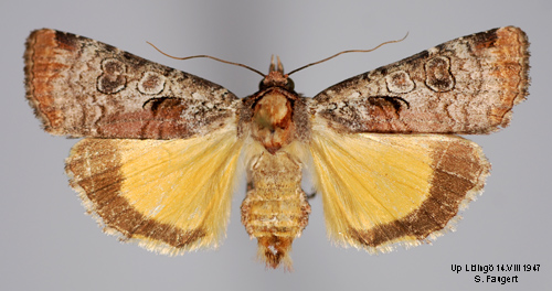 Grvattrat bandfly Epilecta linogrisea