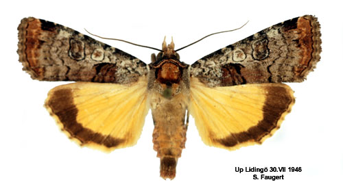 Grvattrat bandfly Epilecta linogrisea