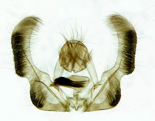 Flckig asprullvecklare Epinotia maculana