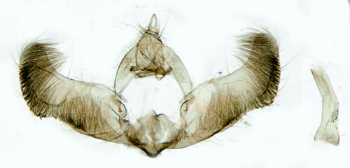 Dvrgbarrvecklare Epinotia nanana