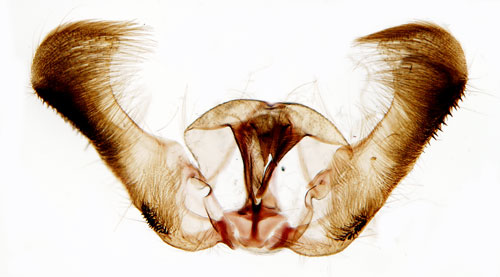 Grenrullvecklare Epinotia ramella