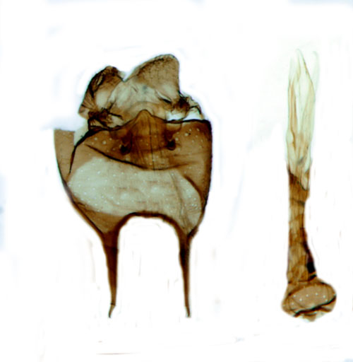 Hagpurpurmal Eriocrania cicatricella