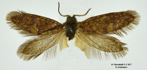 Spetsflckig purpurmal Eriocrania salopiella