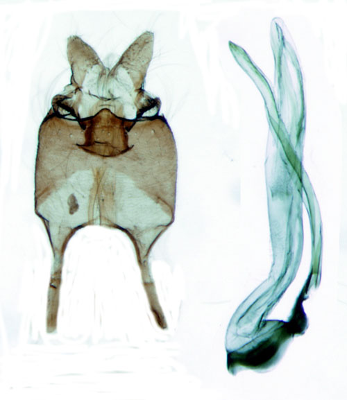 Vrpurpurmal Eriocrania semipurpurella