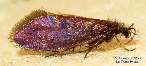 Vrpurpurmal Eriocrania semipurpurella