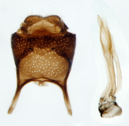 Praktpurpurmal Eriocrania sparrmannella