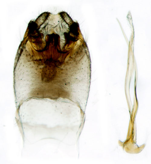 Ekpurpurmal Eriocrania subpurpurella