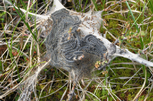 Dvrgbjrksspinnare Eriogaster arbusculae