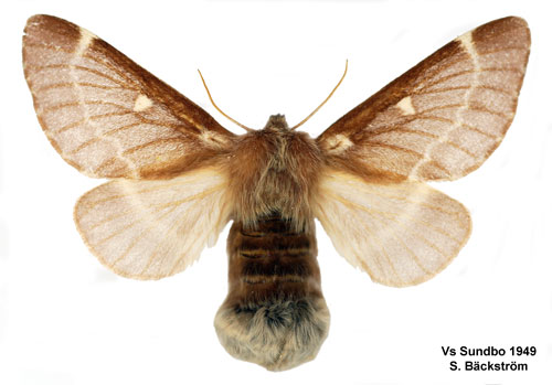 Bjrkspinnare Eriogaster lanestris