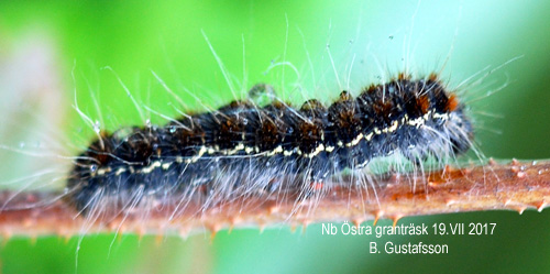 Bjrkspinnare Eriogaster lanestris