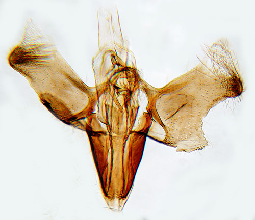 Johannesrtsstyltmal Euspilapteryx auroguttella