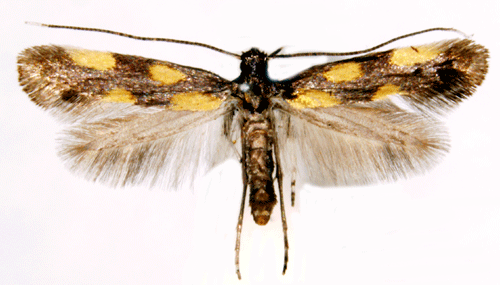Johannesrtsstyltmal Euspilapteryx auroguttella