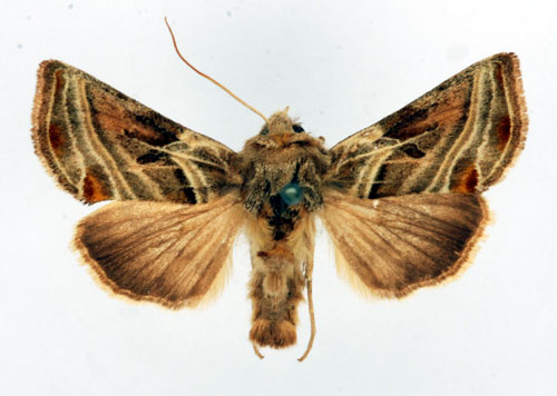 Rostflckat metallfly Euchalcia modestoides