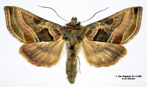 Rosalinjerat metallfly Euchalcia variabilis